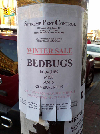 bedbugs-for-sale