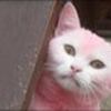 cat dyed pink